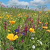 Blumensamen * Rieger-Hofmann Blumensamenmischung für Bienen und Schmetterlinge im Siedlungsbereich