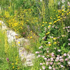 Blumensamen * Rieger-Hofmann Blumensamenmischung für Bienen und Schmetterlinge im Siedlungsbereich