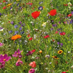 Blumensamen * Samen-Fetzer Blumensamenmischung Gönninger Sommerpracht