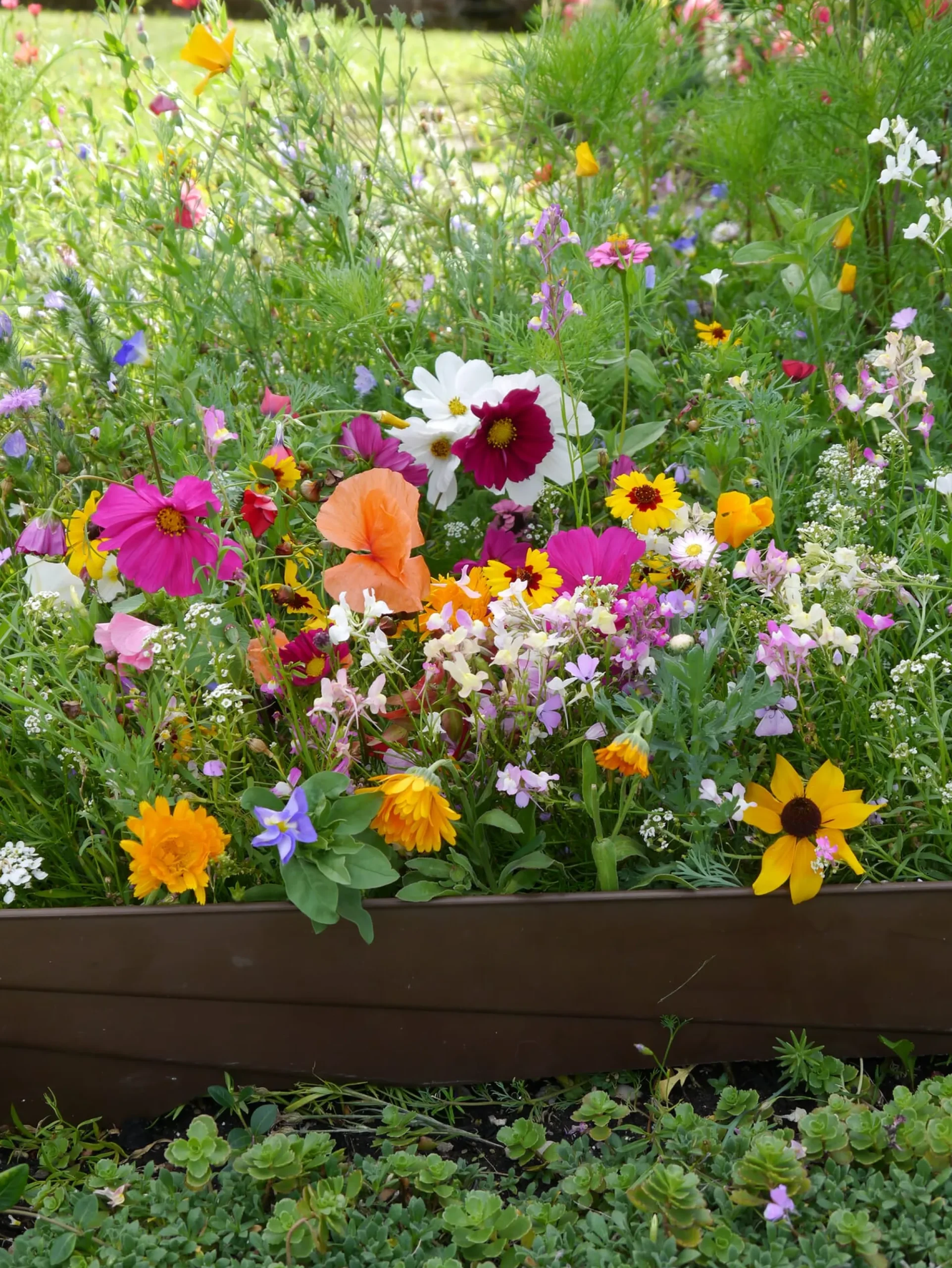 Blumensamen * Samen-Fetzer Blumensamen Mössinger Balkonkastenmischung