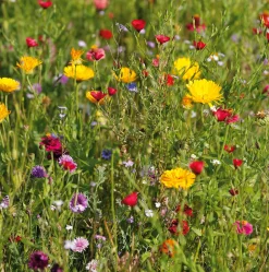 Blumensamen * Samen-Fetzer Blumensamen Mössinger Singvogelmischung