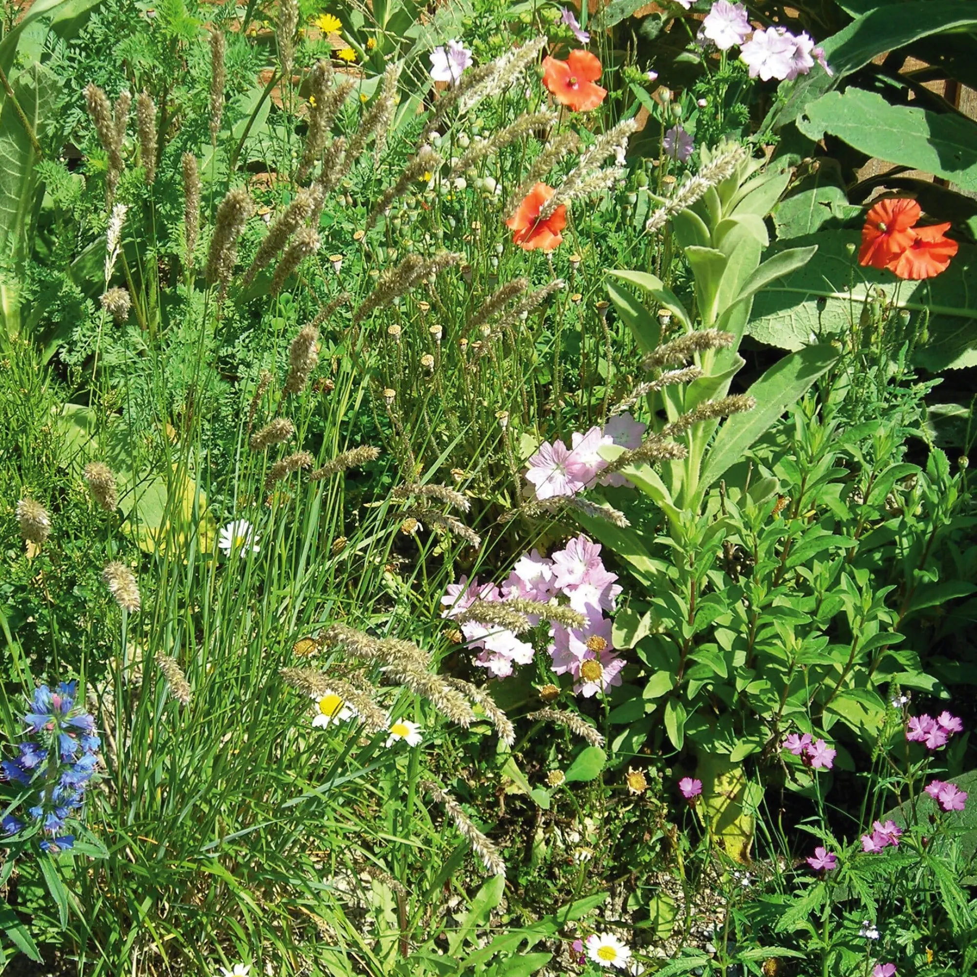 Blumensamen * Rieger-Hofmann Blumensamen Saatgutmischung Nutzinsektenweide