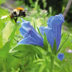Blumensamen * Manufactum Blumensamen Samenkugeln