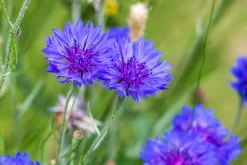 Blumensamen * Manufactum Blumensamen Schnittblumen aus dem eigenen Garten