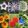 Blumensamen * Manufactum Blumensamen Seltene einjährige Blumen