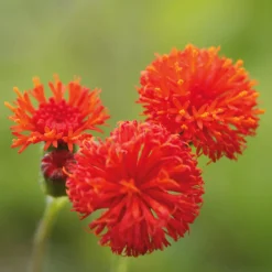Blumensamen * Manufactum Blumensamen Seltene einjährige Blumen