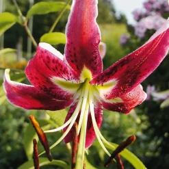 Zwiebelblumen & Knollenpflanzen * Nijssen Tuin & Bulbs Blumenzwiebeln Gartenlilie 'Black Beauty'