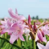 Zwiebelblumen & Knollenpflanzen * Nijssen Tuin & Bulbs Blumenzwiebeln Hakenlilie