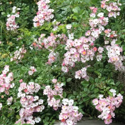 Rosen * Rosenhof Schultheis Bodendeckerrose 'Rosa Sternenflor'