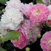 Rosen * Rosenhof Schultheis Bodendeckerrose 'Souvenir de Greuville'
