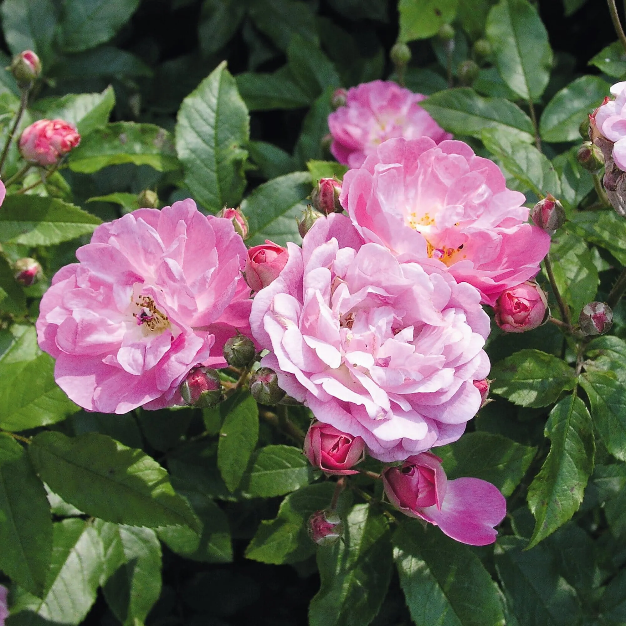 Rosen * Rosenhof Schultheis Bodendeckerrose 'Souvenir de Greuville'