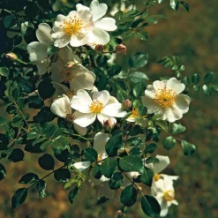Rosen * Rosenhof Schultheis Bodendeckerrose 'Sternenflor'