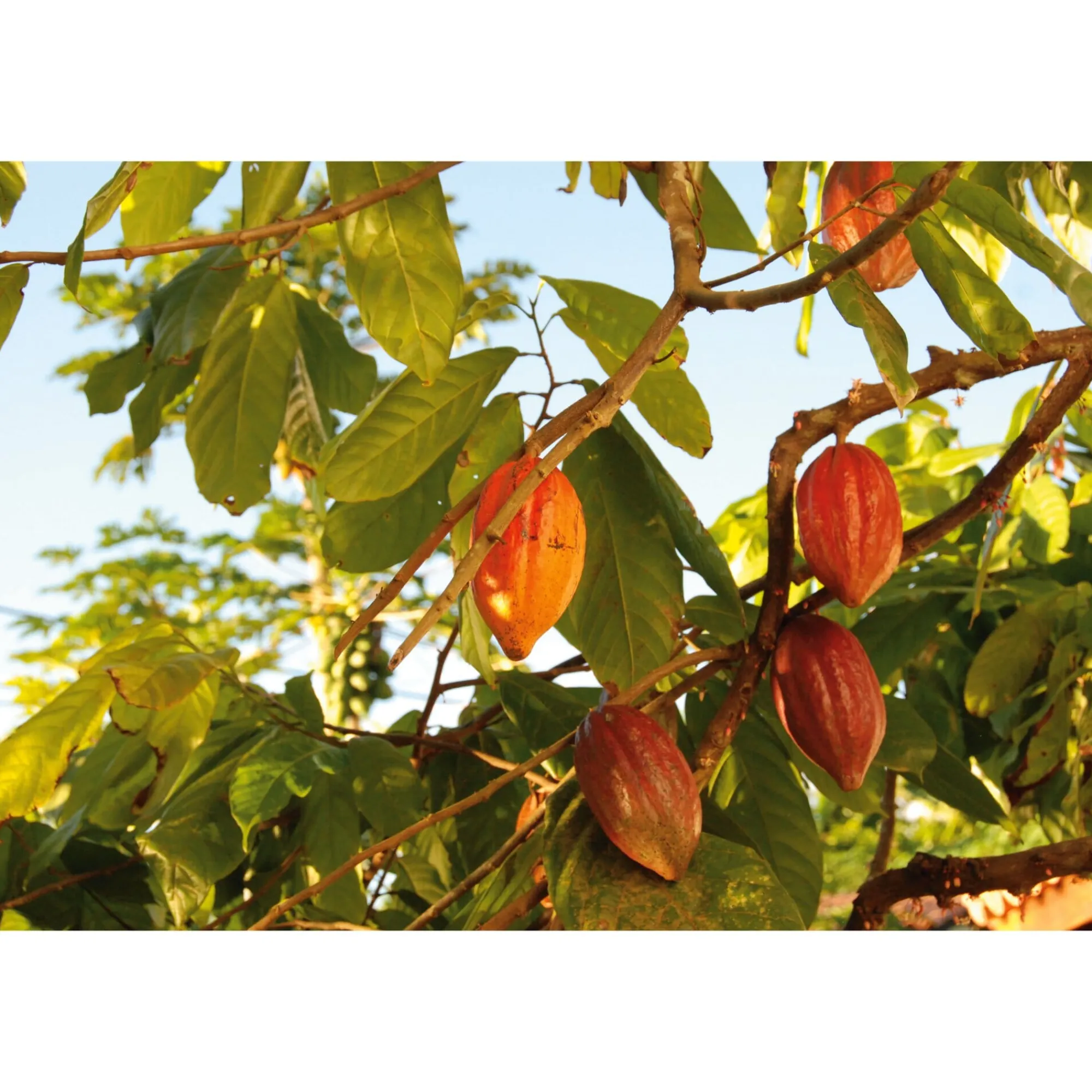 Schokolade * Bonnat Cacao real del Xoconuzco
