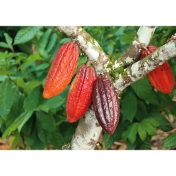 Schokolade * Bonnat Cacao real del Xoconuzco