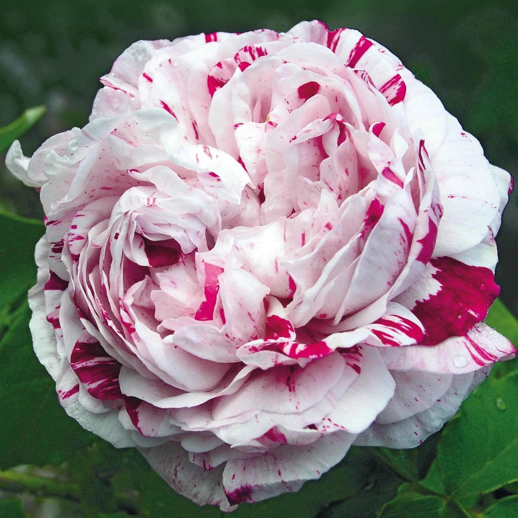 Rosen * Rosenhof Schultheis Bourbonrose 'Variegata di Bologna'