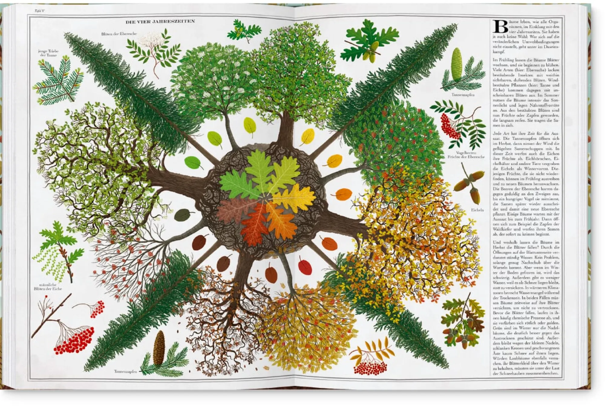 Garten & Natur|Kinderbücher * Gerstenberg Verlag Bäume