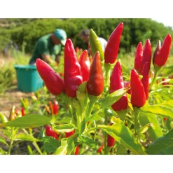 Gewürze * Manufactum Chillies