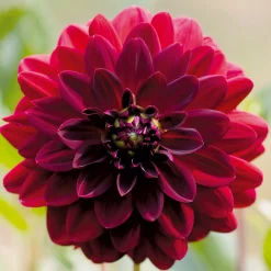 Zwiebelblumen & Knollenpflanzen * Dahlien-Schwieters Dahlie Arabian Night