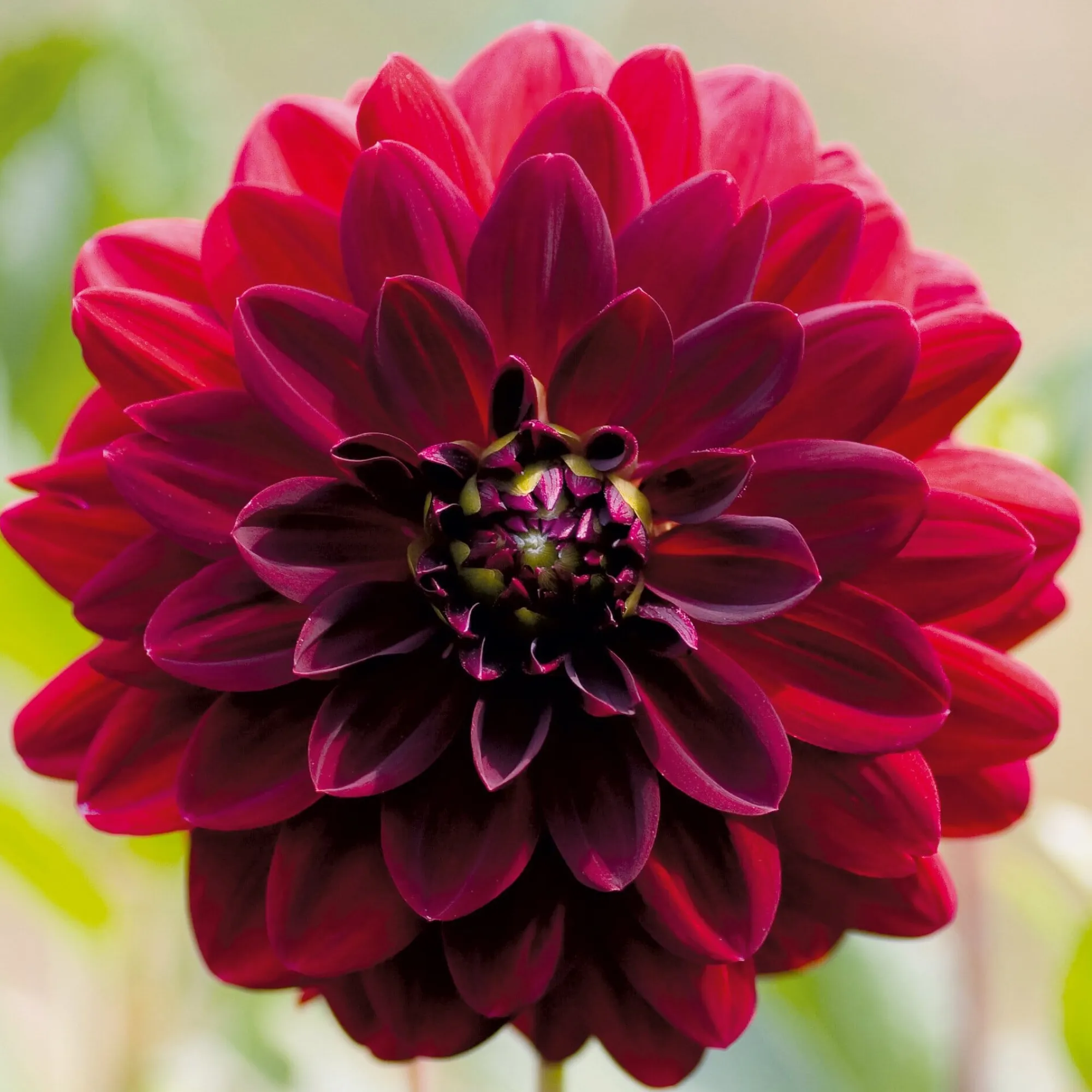Zwiebelblumen & Knollenpflanzen * Dahlien-Schwieters Dahlie Arabian Night