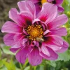 Zwiebelblumen & Knollenpflanzen * Dahlien-Schwieters Dahlie 'Emilio Dahlio'