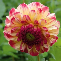 Zwiebelblumen & Knollenpflanzen * Manufactum Dahlie 'Kaiser Wilhelm'