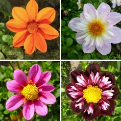 Zwiebelblumen & Knollenpflanzen * Dahlien-Schwieters Dahlienmischung Bienenweide