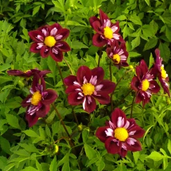 Zwiebelblumen & Knollenpflanzen * Dahlien-Schwieters Dahlienmischung Bienenweide