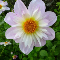 Zwiebelblumen & Knollenpflanzen * Dahlien-Schwieters Dahlienmischung Bienenweide