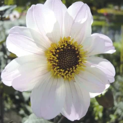 Zwiebelblumen & Knollenpflanzen * Dahlien-Schwieters Dahlienmischung Bienenweide Beet