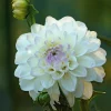 Zwiebelblumen & Knollenpflanzen * Dahlien-Schwieters Dahlie 'Wittem'