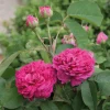 Rosen * Rosenhof Schultheis Damaszenerrose 'Rose de Resht'