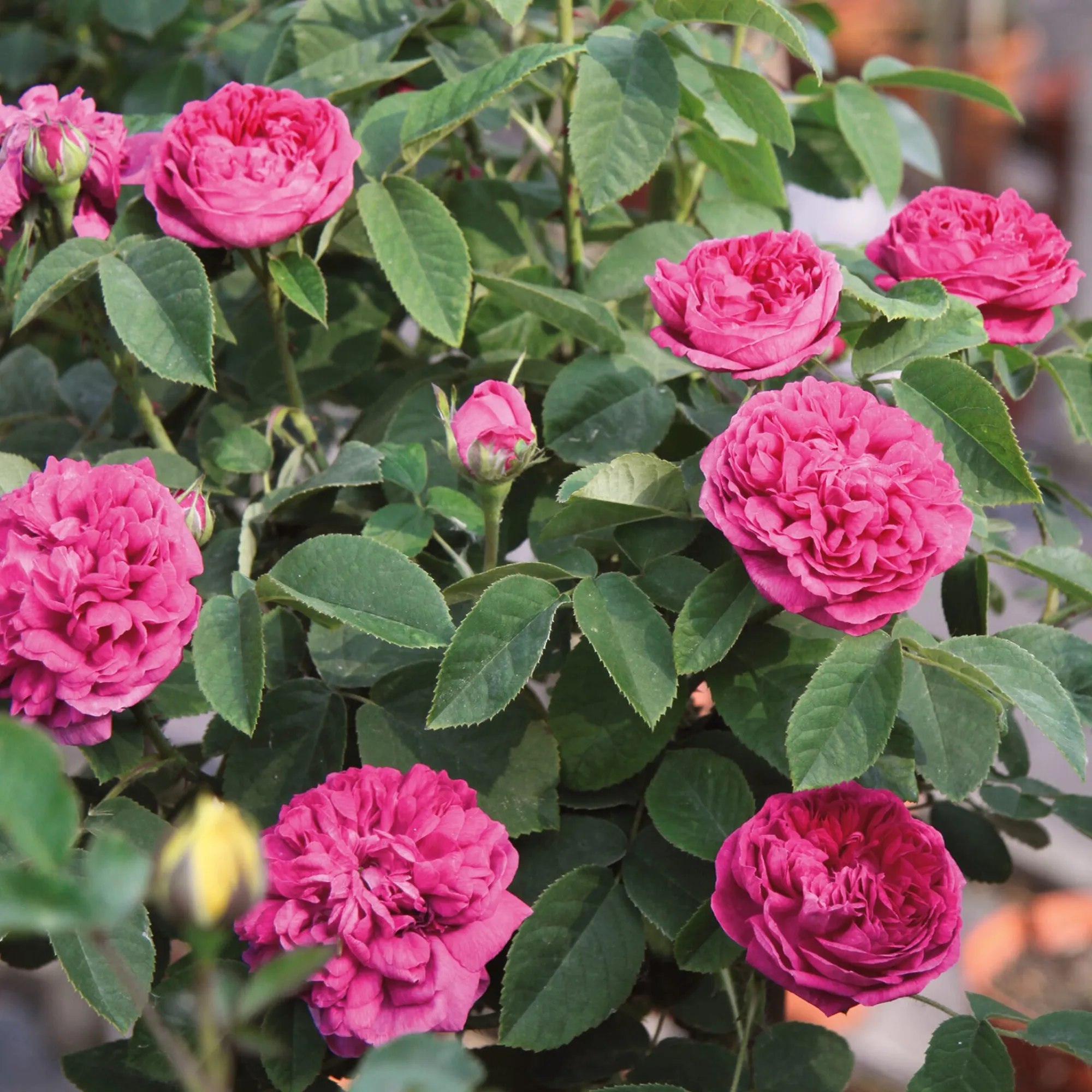 Rosen * Rosenhof Schultheis Damaszenerrose 'Rose de Resht'