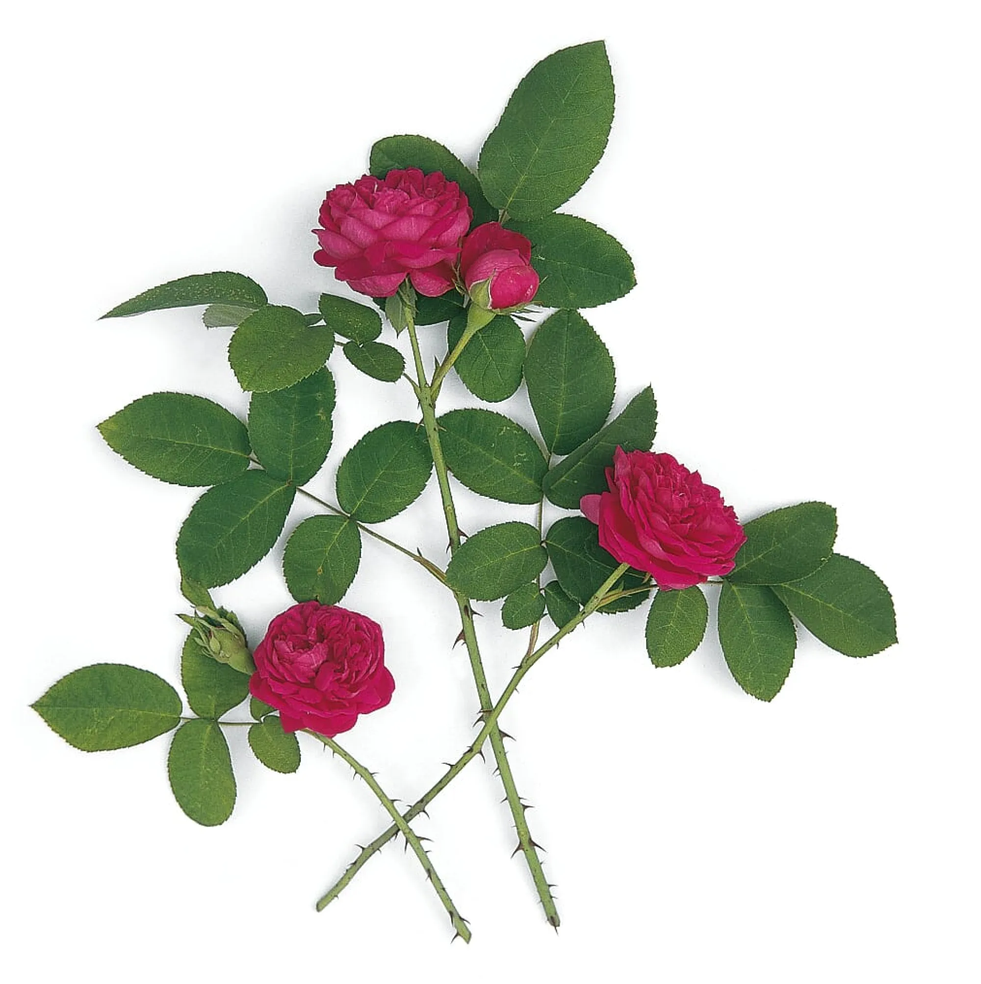 Rosen * Rosenhof Schultheis Damaszenerrose 'Rose de Resht'