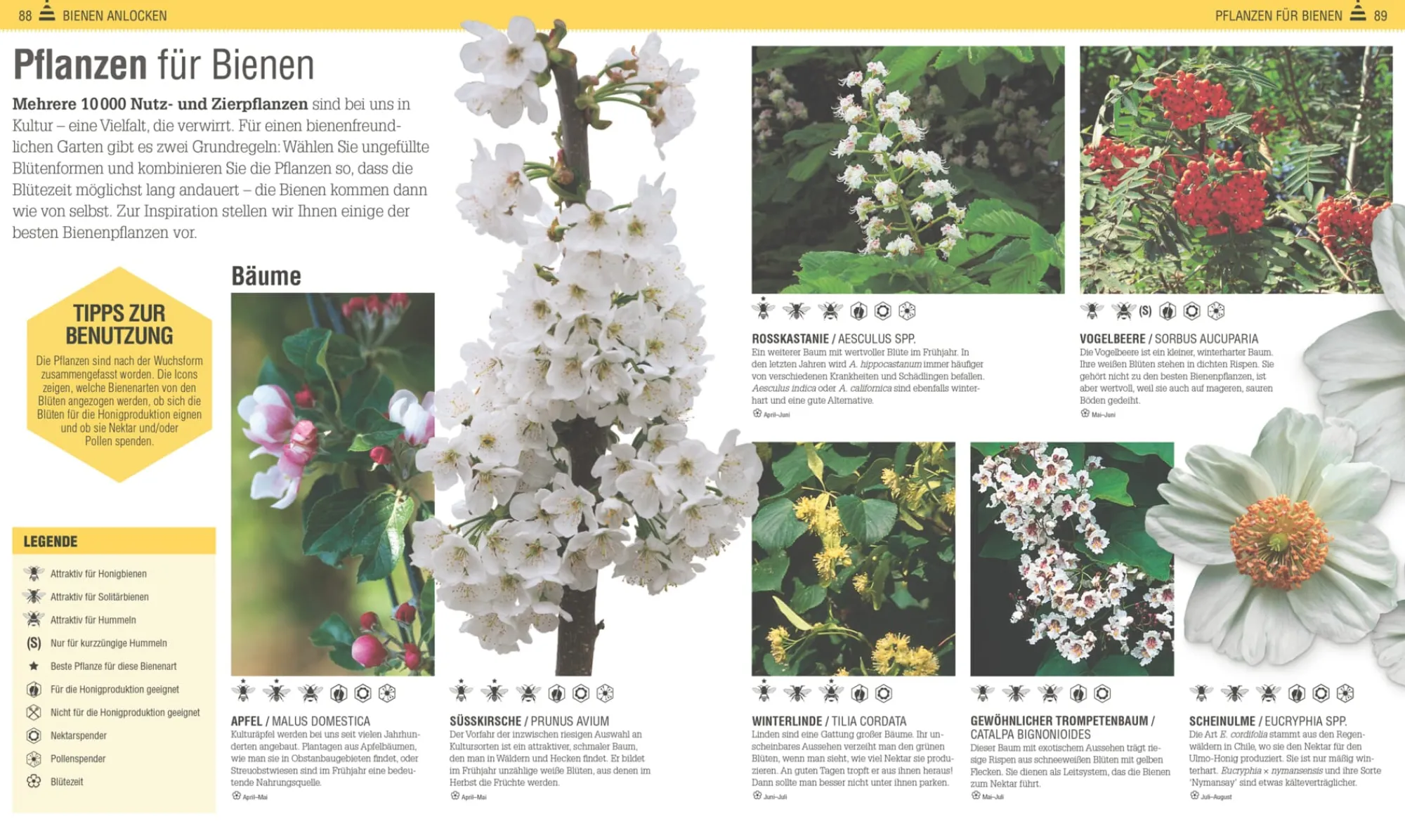 Garten & Natur|Gartenbücher * Dorling Kindersley Verlag Das Bienen Buch