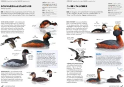 Garten & Natur|Ratgeber * Kosmos Verlag Das NABU-Vogelbuch