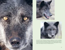 Sachbücher * Christian Brandstätter Verlag Der Wolf und wir