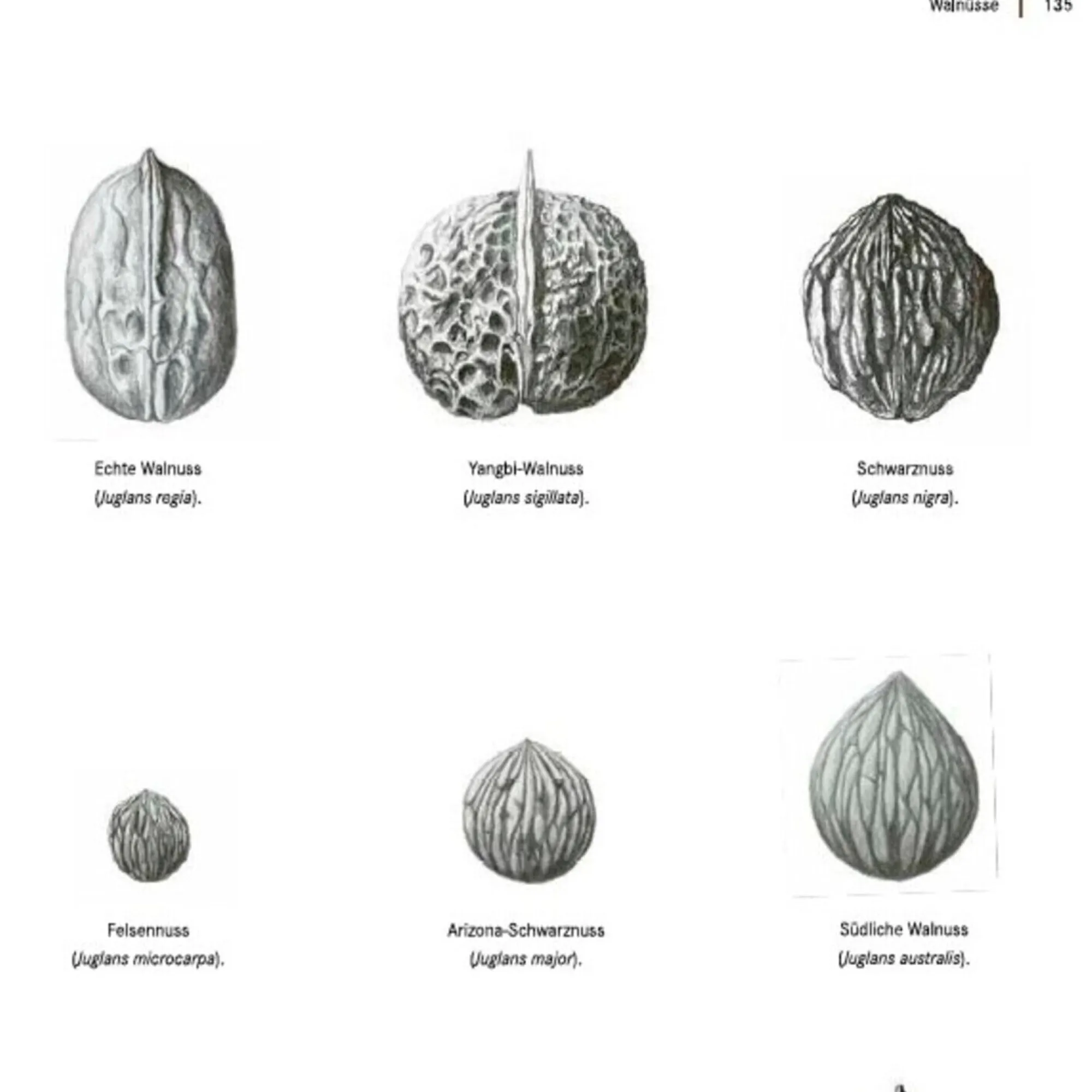 Garten & Natur|Ratgeber * AT Verlag Die Walnuss