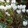 Zwiebelblumen & Knollenpflanzen * Nijssen Tuin & Bulbs Efeublättriges Herbst-Alpenveilchen Album