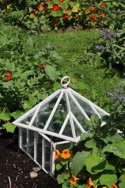 Gewächshäuser * Claverton Cloches Englische Frühbeetglocke