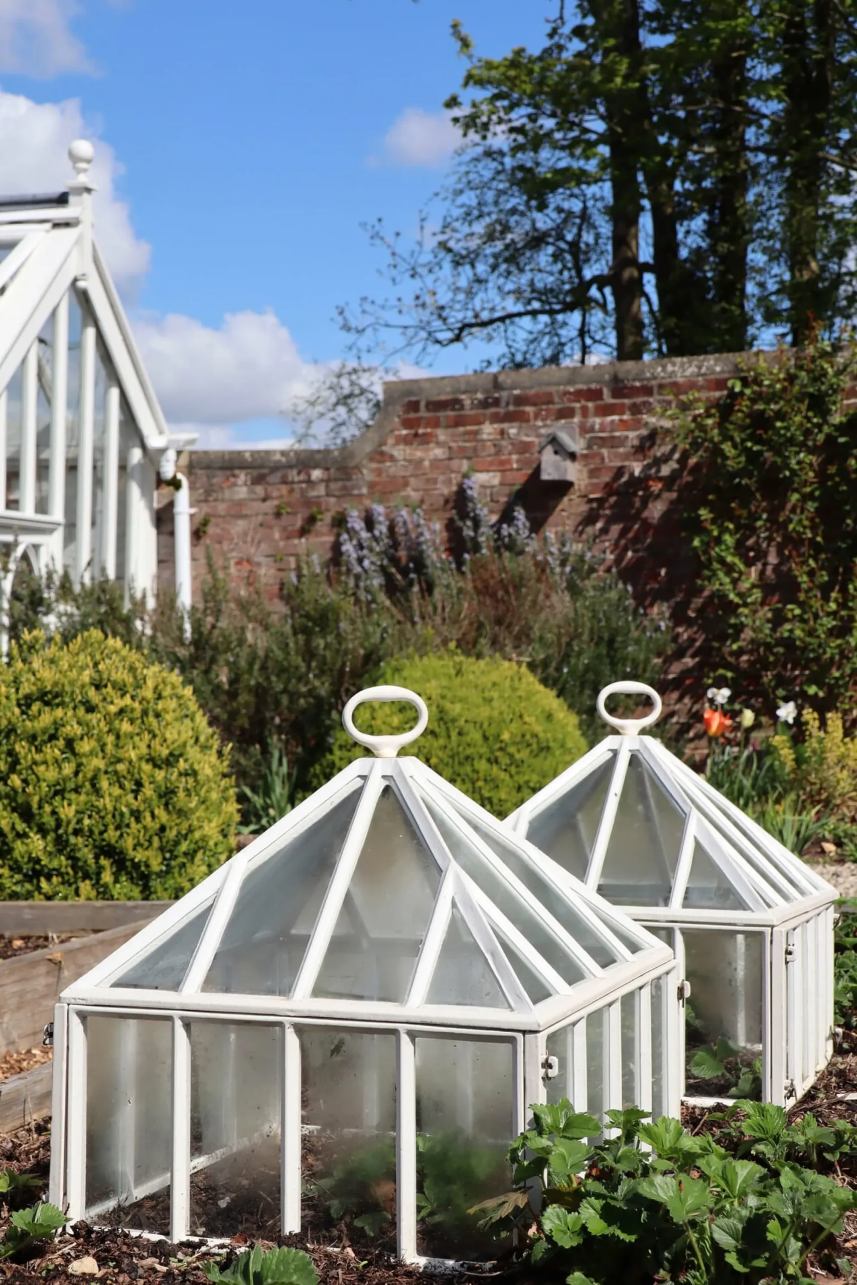 Gewächshäuser * Claverton Cloches Englische Frühbeetglocke