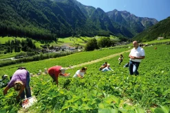 Konfitüre * Karl Telfser Erdbeer-Fruchtaufstrich aus Südtirol