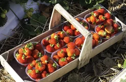 Konfitüre * Karl Telfser Erdbeer-Fruchtaufstrich aus Südtirol