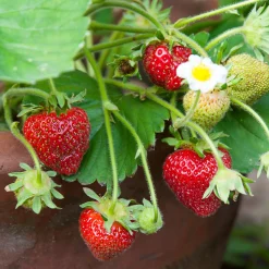 Obstgehölze * Erdbeerpaket Balkon-Erdbeeren