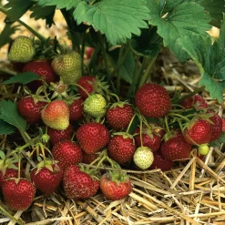 Obstgehölze * Erdbeer-Probierpaket No. 2
