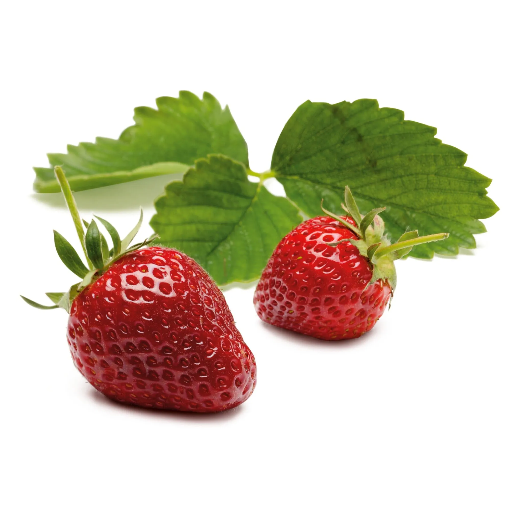 Obstgehölze * Erdbeer-Probierpaket No. 2