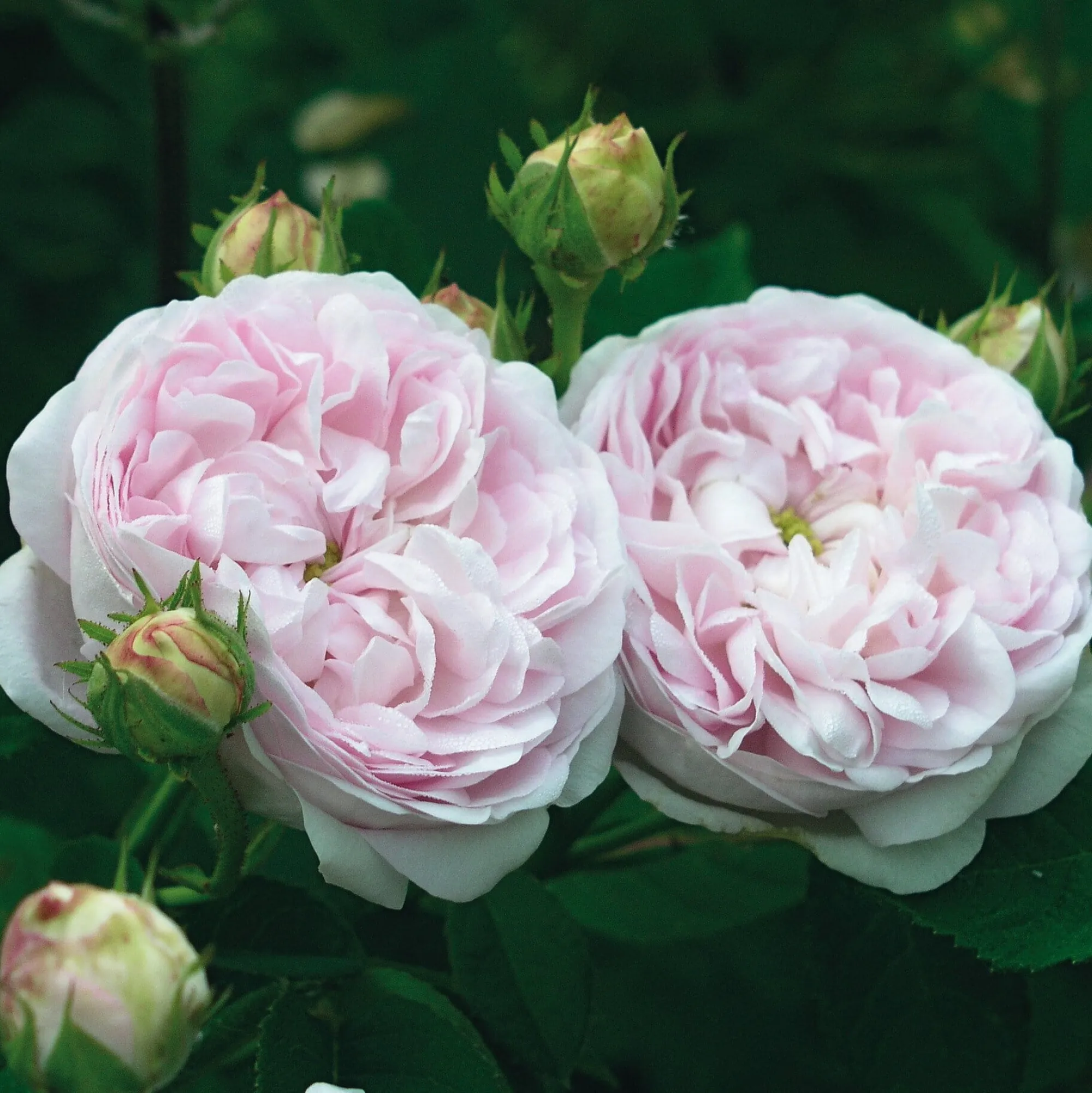 Rosen * Rosenhof Schultheis Gallische Rose 'Duchesse de Montebello'