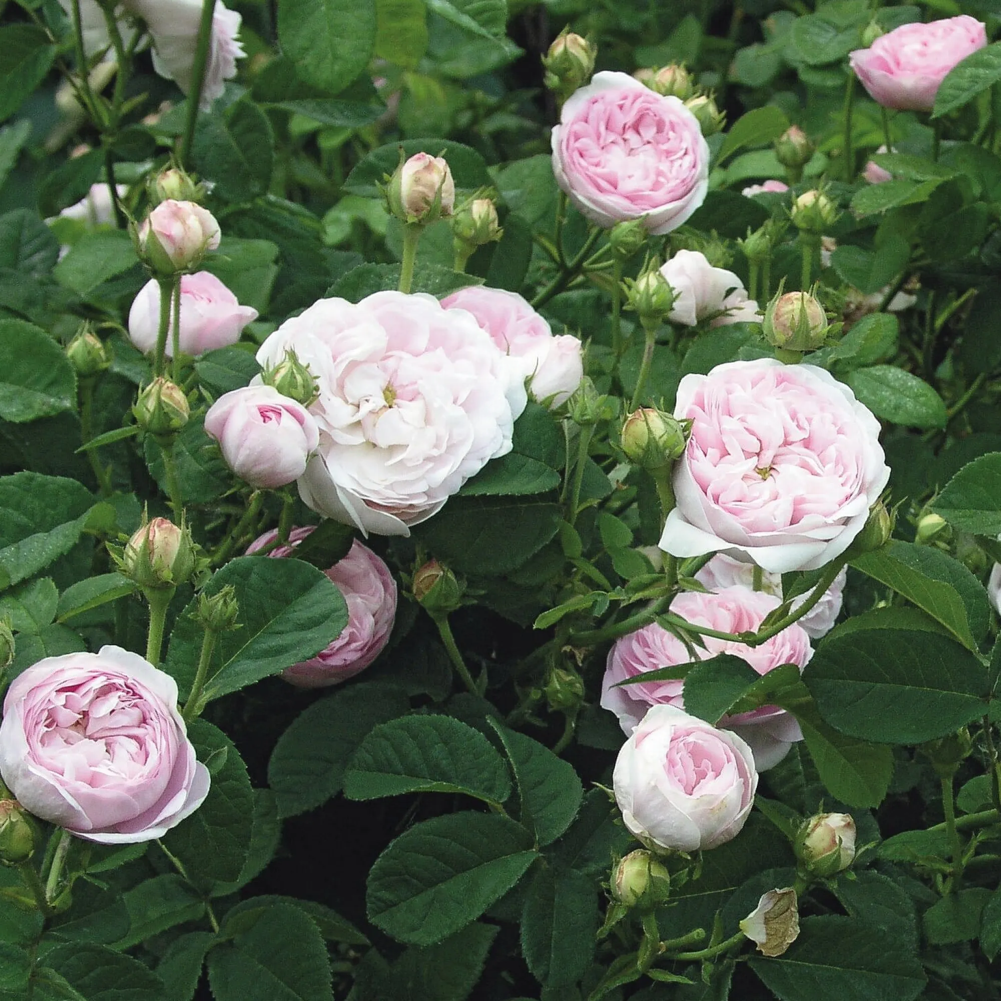 Rosen * Rosenhof Schultheis Gallische Rose 'Duchesse de Montebello'