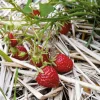 Obstgehölze * Martin Müller Baumschulen Gartenerdbeere 'Mara des Bois'