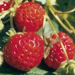 Obstgehölze * Martin Müller Baumschulen Gartenerdbeere 'Mieze Schindler'