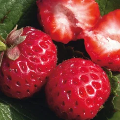 Obstgehölze * Martin Müller Baumschulen Gartenerdbeere 'Mieze Schindler'